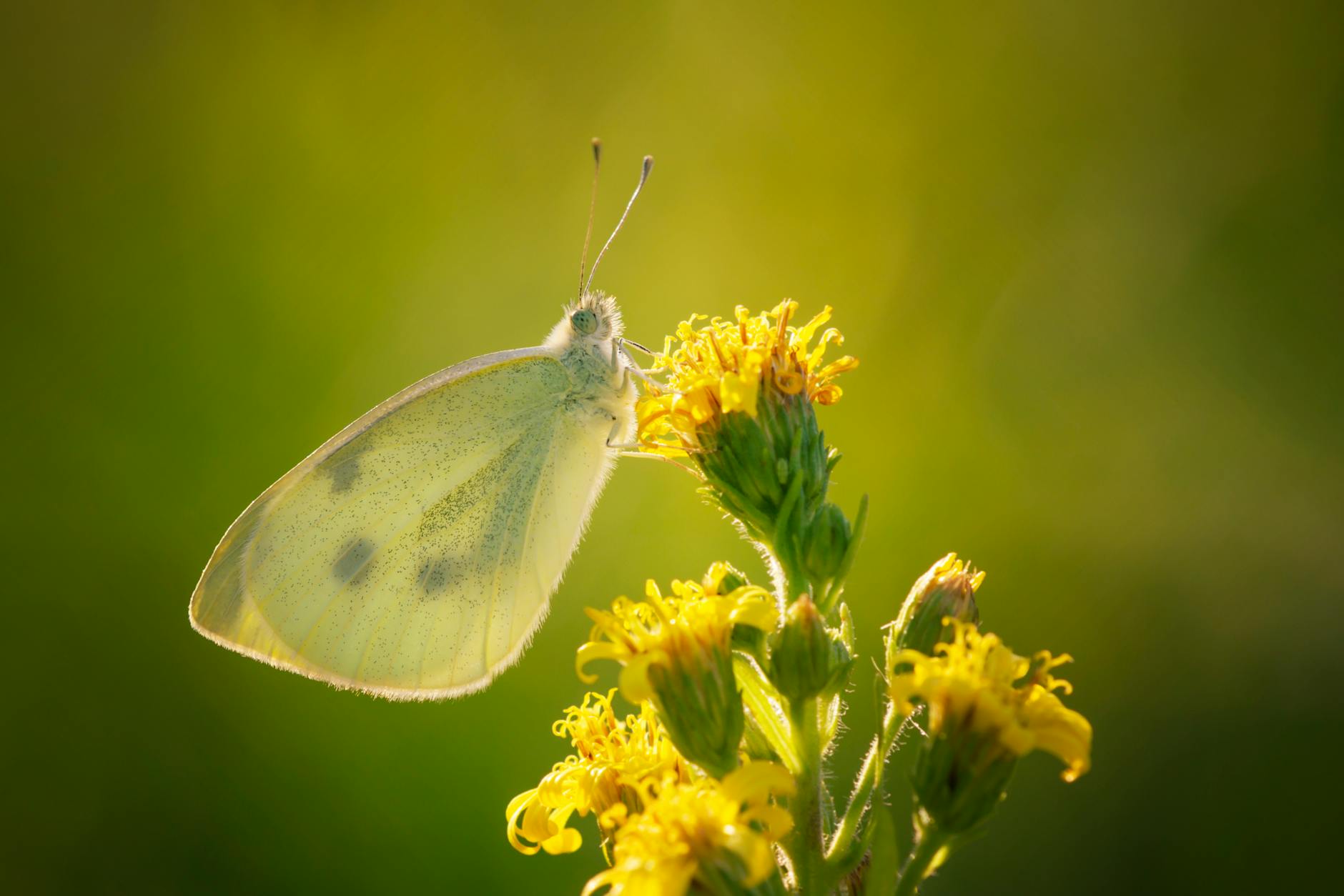 close up of a butterfly sitting on yellow flowers