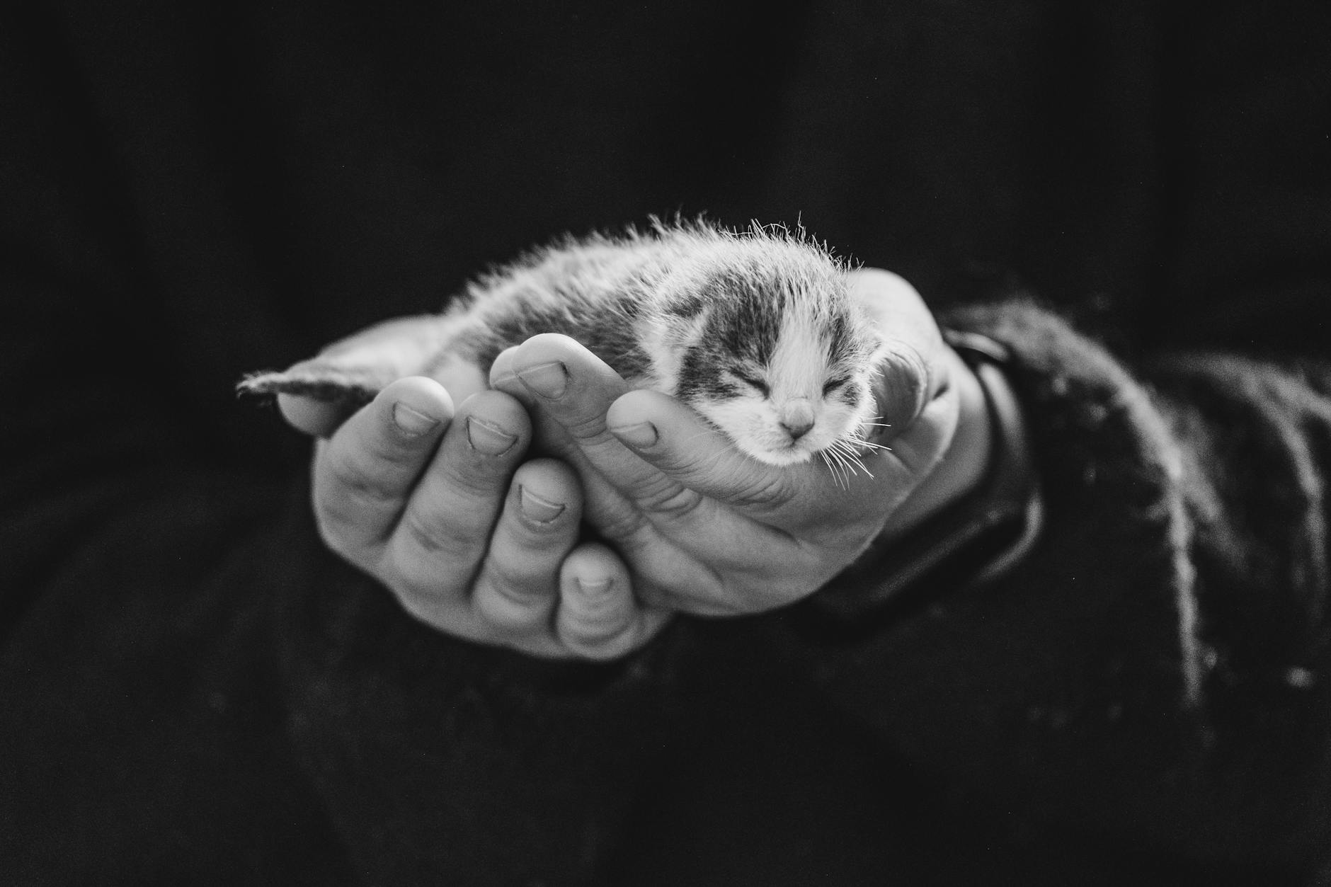 close up of hands holding cute kitten
